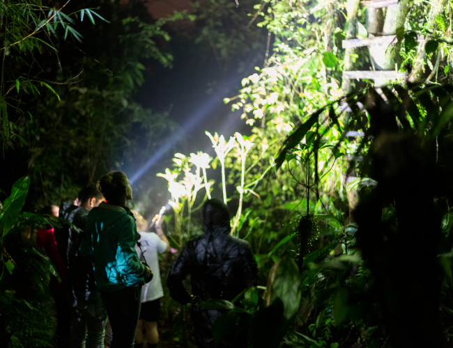 People doing night time wildlife photography